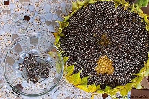 Sunflowers: How to Plant, Grow, and Care for Sunflower